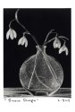 Snow Drops