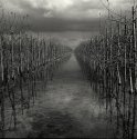 Tidal Region