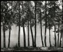 Alders along the Rogue River