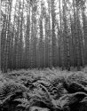Emmett Co. Pines 1