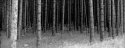 Emmett Co. Pines 2