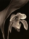 Lady's Slipper orchid
