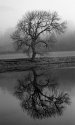 River Tree 2