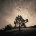 pear tree, sunrise and pinhole