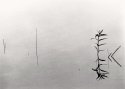 Water Plants