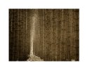 Van Road Pines Four