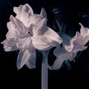 Amaryllis cobalt-iron