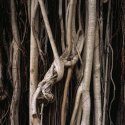 Tree trunk