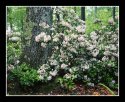 Mountain Laurel