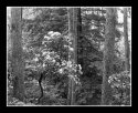 Mountain Laurel