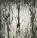 Wetland Grasses