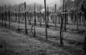 Barboursville Vineyard