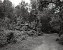 Fallen Tree