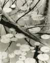 Lily Pads, O'Neal Lake