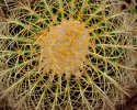 67rhp-cactus-