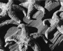 Sea Stars