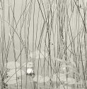 Grasses, O'Neal Lake