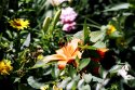 St_James_Park_Kodak_160VC2_apug