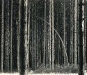 Stand of Pines
