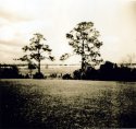 holga trees