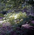 Fern