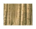 Van Road Pines - Fomatone