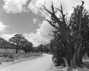 Gnarly Trees