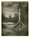 Lonely Cypress III