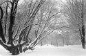 Wintery park