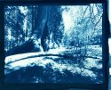 High Contrast - Cyanotype