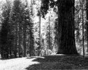 Big tree
