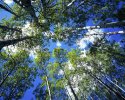 Reaching for the Heavens, Spring