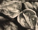 Milkweed Pods