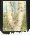 birch tree