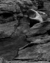 Fluid