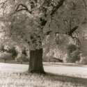 Meadow and Pear Tree