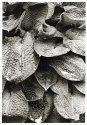 hostas