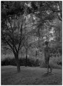 to the tree