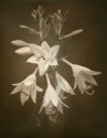 Hosta in bloom