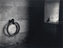 Pigeon & ring