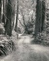Old Coast Rd 282