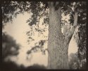 Tree Test One