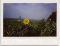 A summer morning out with Fuji instax