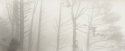 Trees in Fog, Oakland