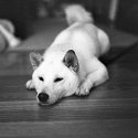 The Dog