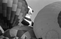 Giant Panda