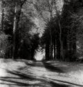 Donadea Forest