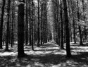Abandonded Pine Grove