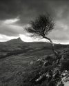 Assynt Tree