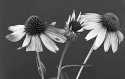 From The Garden
